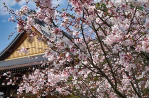 妙蓮寺の御会式桜