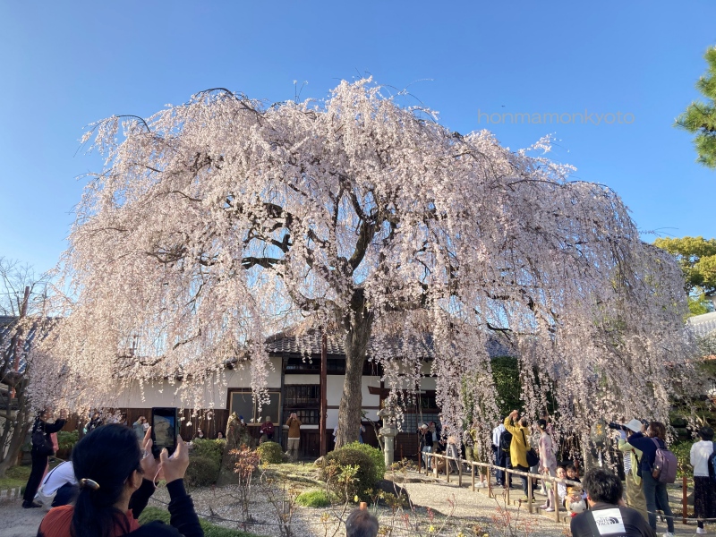 本満寺の桜2024