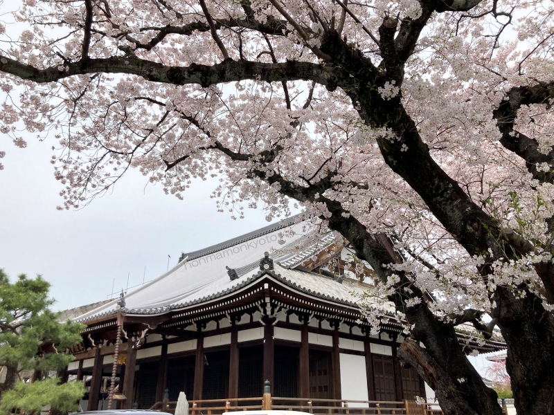 本隆寺本堂と桜