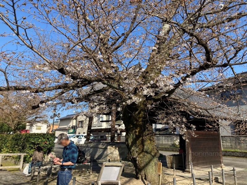 本満寺の区民誇りの木