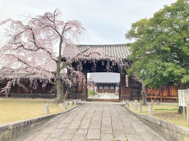 妙覚寺門前の桜