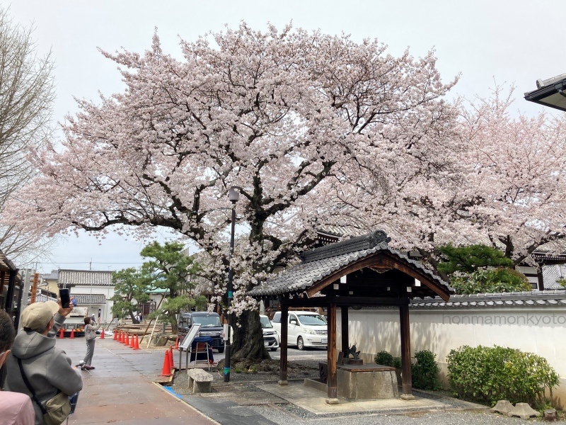 本隆寺　東門入ってすぐに見える桜