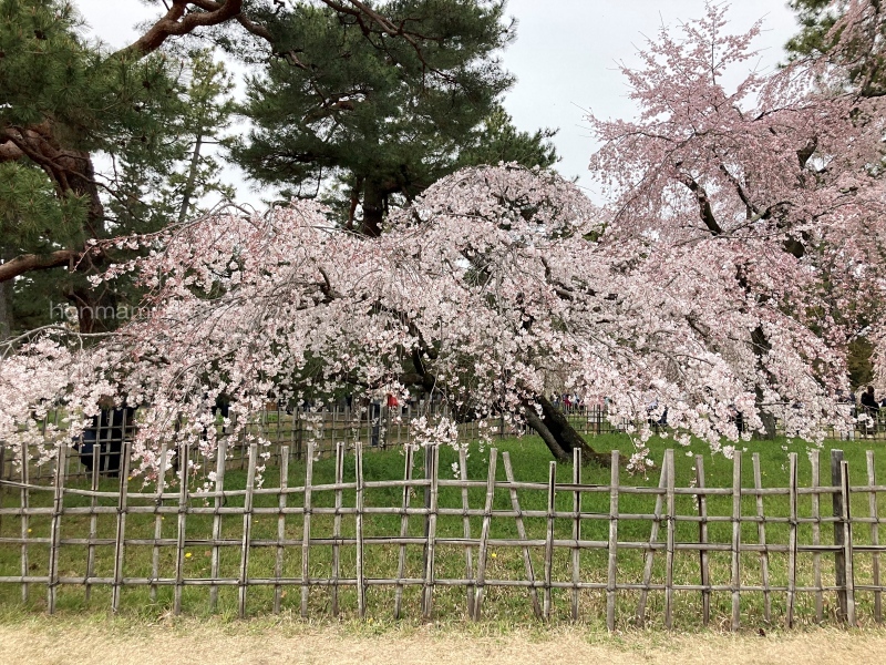 近衛邸跡桜部分１
