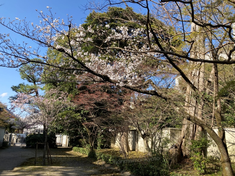 廬山寺の桜