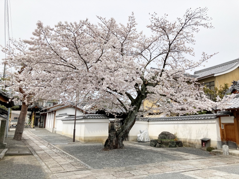 本隆寺西門から近い桜