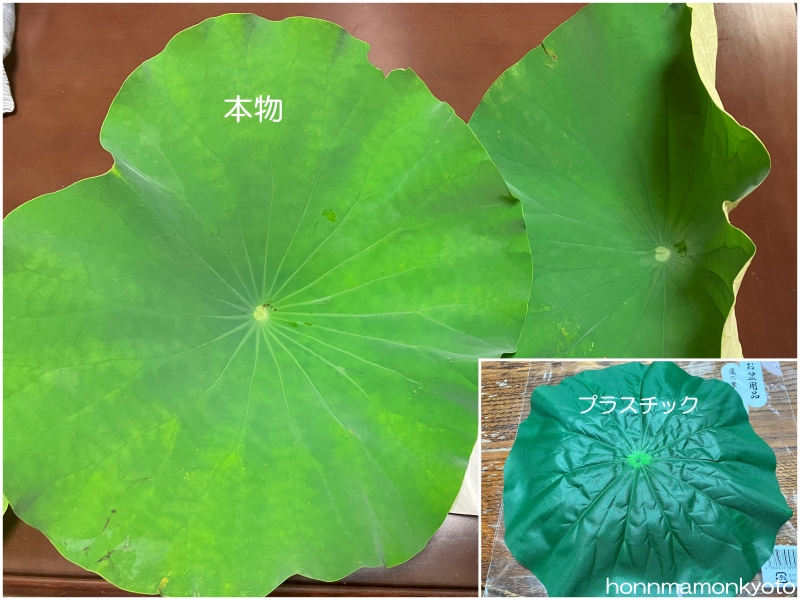 蓮の葉（本物とプラスチック）