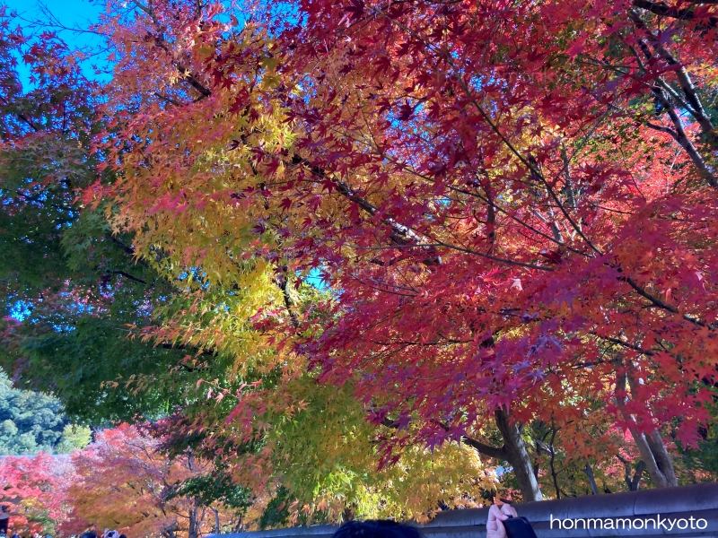 中門前横の紅葉２