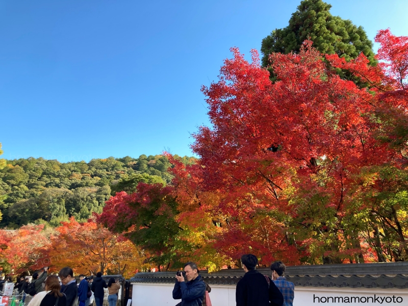 中門前横の紅葉１