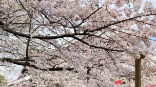 観光